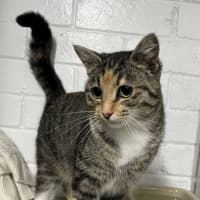 Photo of Nutmeg