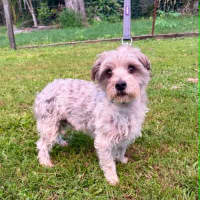 Photo of Bandit