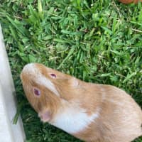 Photo of Pumpkin & Bean