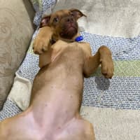 Photo of Ruby   11 Week Old Staffy X (On Trial)