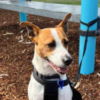 Photo of Mila   5 Year Old Jack Russell Terrier X