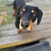 Photo of Rooster   9 Month Old Dachshund X Kelpie