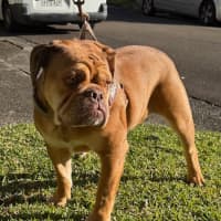 Photo of Macho