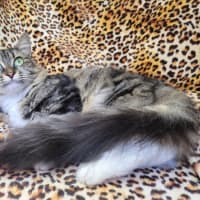 Photo of Georgie🍀