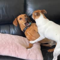 Photo of Frankie   4 Year O Id Jack Russell X  (Trial)
