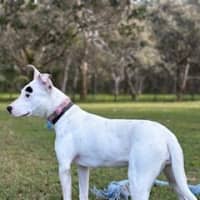 Photo of Indy