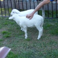 Photo of Buddy & Snow