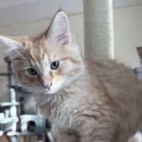 Photo of Gravy *9 Lives Project Rescue*