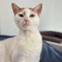 Photo of Pearl