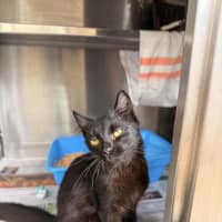 Photo of Smokie
