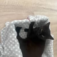 Photo of Mystique (With Panda)