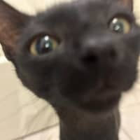 Photo of Binx