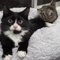 Photo of Harvey & Leo   5 Month Old Domestic Short Hair