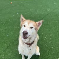 Photo of Meeka Imp 204