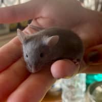 Photo of Pepper / Paprika