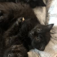 Photo of Misstachio   2 Month Old Domestic Short(trial)