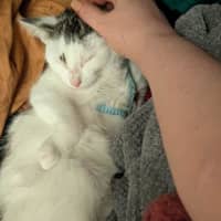 Photo of Olive