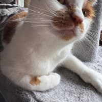 Photo of Coriander