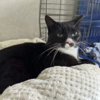 Photo of Abuelita   Now Available At Pet Quarters Belmont