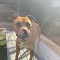 Photo of Nala