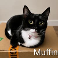 Photo of Muffin