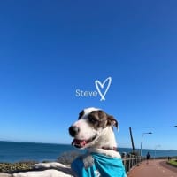 Photo of Steve