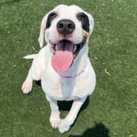 Photo of Faye Imp 3089