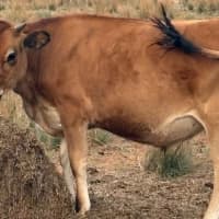 Photo of Biscuit, Bernard & Franklin