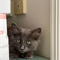 Photo of Stormy 