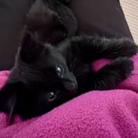 Photo of Jules