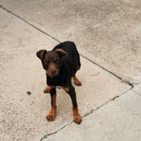 Photo of Brandy