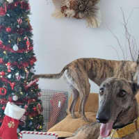 Photo of Mary, The Greyhound