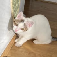 Photo of Snowey