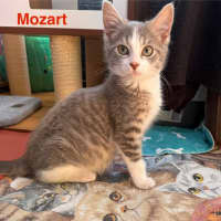 Photo of Mozart ** 2nd Chance Cat Rescue**