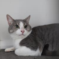Photo of Mochi
