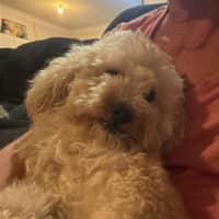 Photo of Buddy