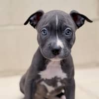 Photo of Ember