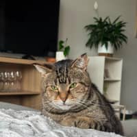 Photo of Kimchi & Bruno