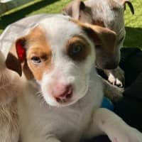 Photo of D1172 Cadbury 