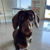 Photo of Lila Gallucci