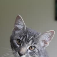 Photo of Cinder