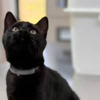 Photo of Truffle (8987)