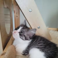 Photo of Cherry   Available From 20/1