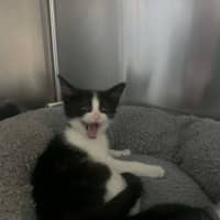 Photo of Tortelleni   In Foster Care In Ashburton