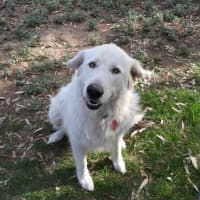 Photo of Lucy