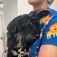 Photo of Scrappy