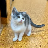 Photo of Clementine