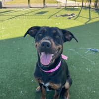 Photo of Rosa Imp 1309