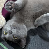 Photo of Smokey