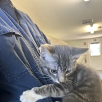 Photo of Jazz